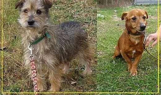 Straciły dom - Pinia i Brutus mają już tylko siebi