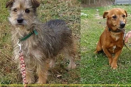 Straciły dom - Pinia i Brutus mają już tylko siebi