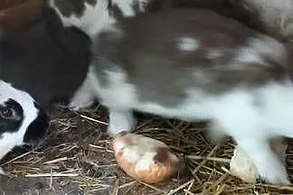 Sprzedam króliki wiosenne, Lubelskie, Siedliszcze