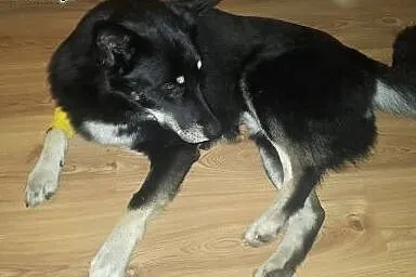 Gucio, aktywny psiak,  pomorskie Gdańsk