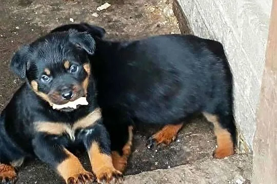 ROTTWEILER Z RODOWODEM, SZCZENIĘTA