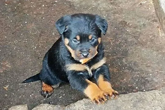 ROTTWEILER Z RODOWODEM, SZCZENIĘTA, Mazowieckie, Iłża