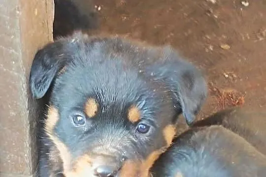 ROTTWEILER Z RODOWODEM, SZCZENIĘTA, Mazowieckie, Iłża