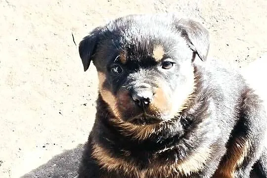 ROTTWEILER Z RODOWODEM, SZCZENIĘTA, Mazowieckie, Iłża