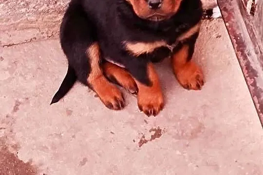 ROTTWEILER Z RODOWODEM, SZCZENIĘTA, Mazowieckie, Iłża
