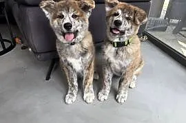 Atari - gotowy do odbioru szczeniak pręgowany piesek Akita Inu ZKwP FCI