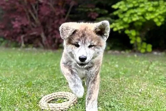 Atari - gotowy do odbioru szczeniak pręgowany piesek Akita Inu ZKwP FCI, Mazowieckie, Kuleszówka
