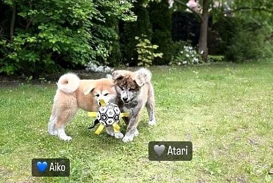 Atari - gotowy do odbioru szczeniak pręgowany piesek Akita Inu ZKwP FCI, Mazowieckie, Kuleszówka