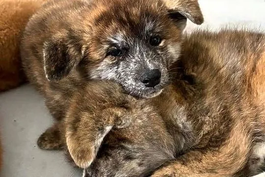 Atari - gotowy do odbioru szczeniak pręgowany piesek Akita Inu ZKwP FCI, Mazowieckie, Kuleszówka