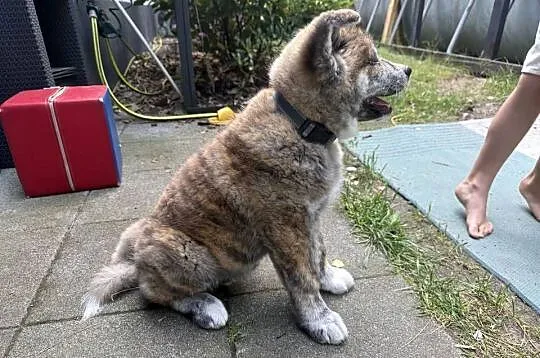 Atari - gotowy do odbioru szczeniak pręgowany piesek Akita Inu ZKwP FCI, Mazowieckie, Kuleszówka