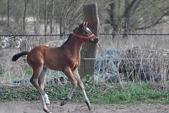 JATAGAN, źrebak małopolski, Mazowieckie, Mogielnica