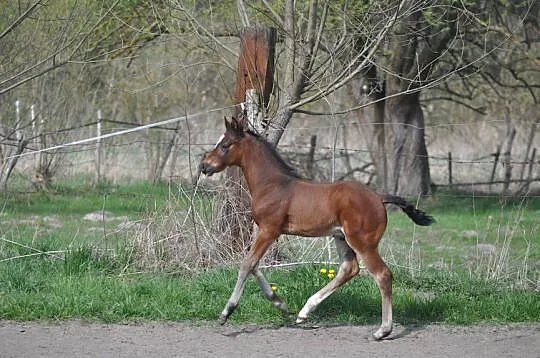 JATAGAN, źrebak małopolski, Mazowieckie, Mogielnica