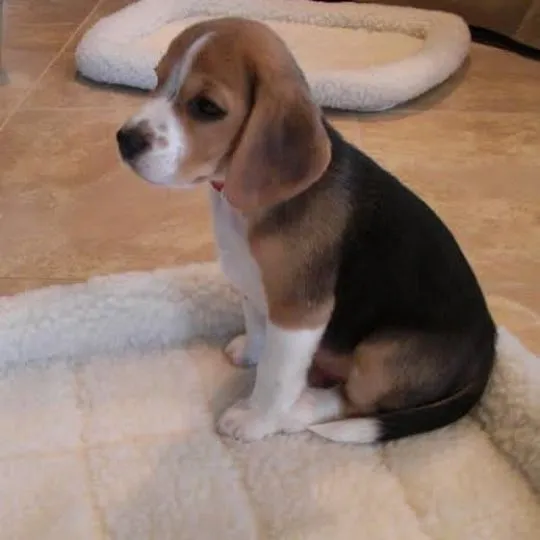 Urocze, wesołe szczenięta rasy beagle, samiec i samica, na sprzedaż., Podlaskie, Białystok
