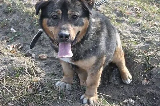 Ciekawski piesek szuka domu :),  śląskie Rybnik