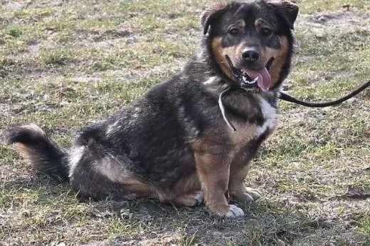 Ciekawski piesek szuka domu :),  śląskie Rybnik
