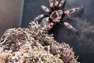 Brachypelma hamorii 3,5DC samiec