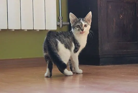 Roksy, 3 miesięczna koteczka szuka domu!