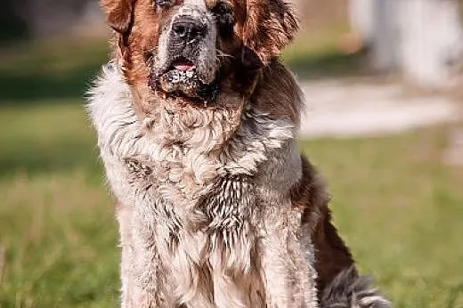 BUNIA - cudowna BERNARDYNKA - 48 kg MIŁOŚCI do świata szuka domu,  małopolskie Kraków