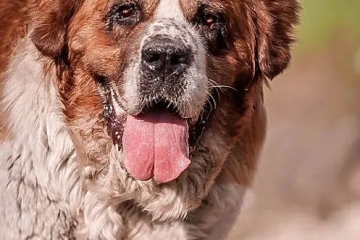 BUNIA - cudowna BERNARDYNKA - 48 kg MIŁOŚCI do świ