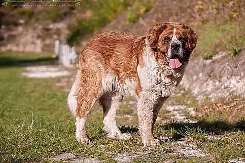 BUNIA - cudowna BERNARDYNKA - 48 kg MIŁOŚCI do świ