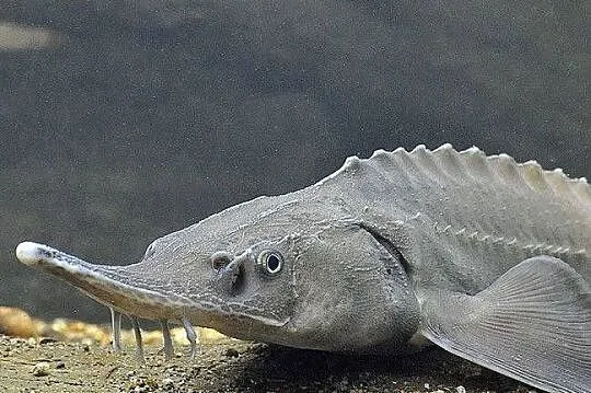 Jesiotr Syberyjski - ok.25cm - Dostępny na miejscu