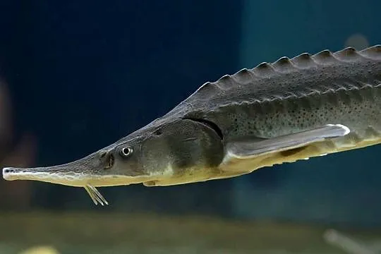 Jesiotr Syberyjski - ok.25cm - Dostępny na miejscu, Dolnośląskie, Nowa Ruda