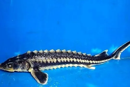 Jesiotr Syberyjski - ok.25cm - Dostępny na miejscu, Dolnośląskie, Nowa Ruda