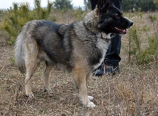 NALLE - mały rozrabiaka szuka wspaniałego domu! Ad