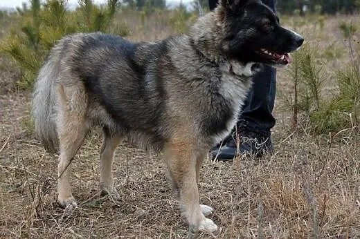 NALLE - mały rozrabiaka szuka wspaniałego domu! Ad