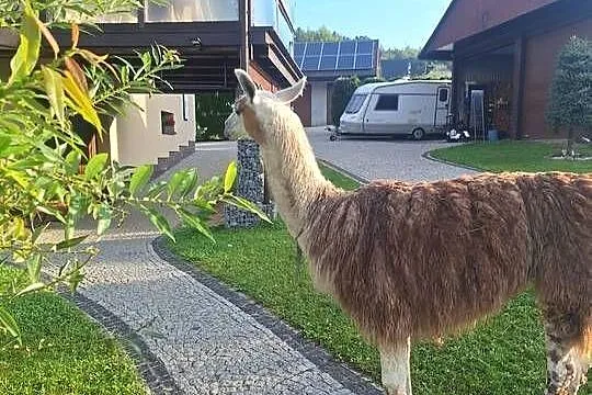 Sprzedam lame, Małopolskie, Podłopień