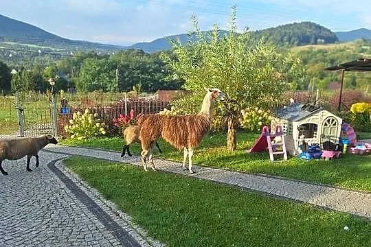 Sprzedam lame, Małopolskie, Podłopień