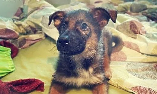Jimbobson 3,5 miesięczny szczeniak do adopcji!, K