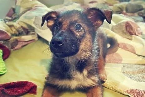 Jimbobson 3,5 miesięczny szczeniak do adopcji!,  K