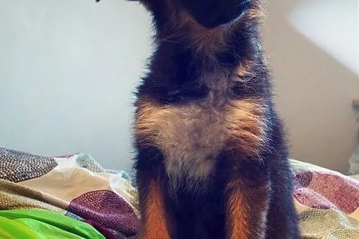 Jimbobson 3,5 miesięczny szczeniak do adopcji!,  K
