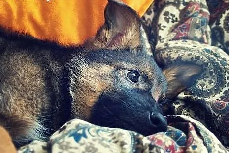 Jimbobson 3,5 miesięczny szczeniak do adopcji!,  K