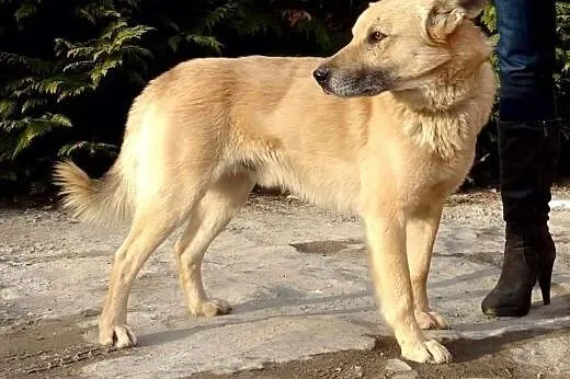 Miziasty Zeus do adopcji!,  Kundelki cała Polska