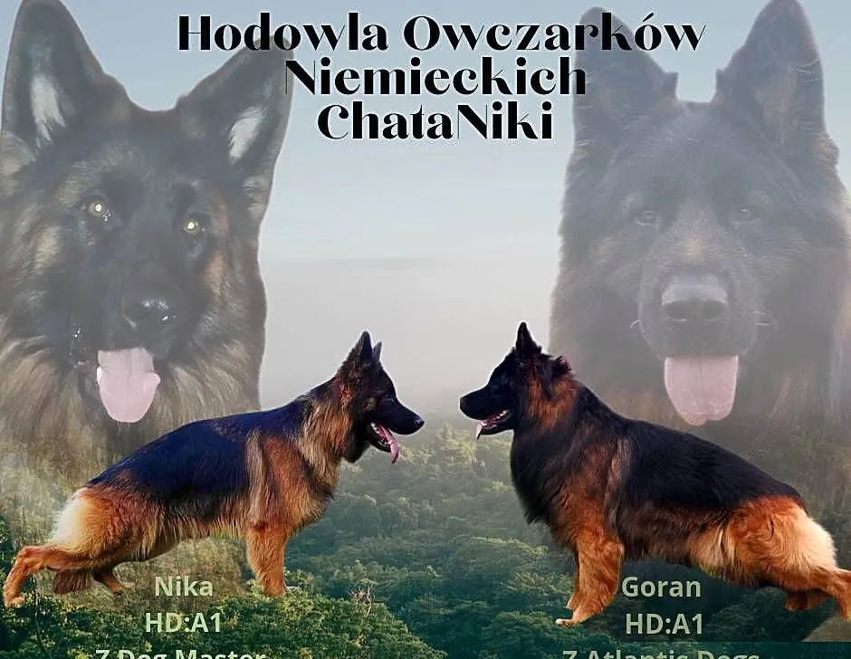 Owczarek Niemiecki, Świętokrzyskie, Szczekarzów