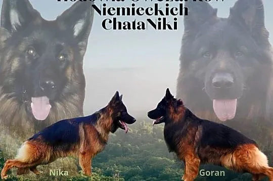 Owczarek Niemiecki, Świętokrzyskie, Szczekarzów