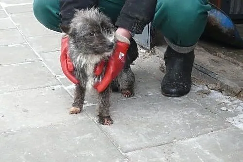 Calineczka, prawie kieszonkowa suczka, szuka miejs