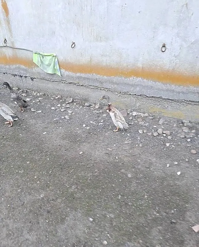 Sprzedam kaczora biegusa, Łódzkie, Gałków Duży