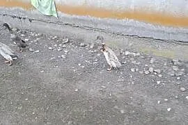 Sprzedam kaczora biegusa