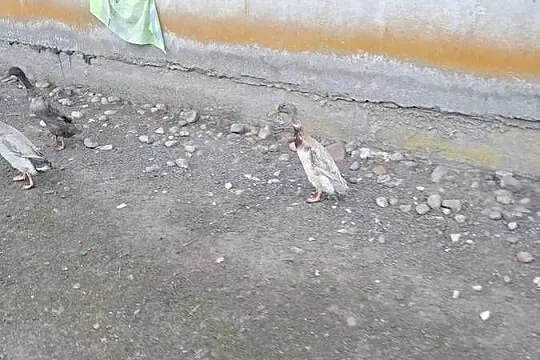 Sprzedam kaczora biegusa, Łódzkie, Gałków Duży