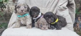 Maltipoo Piękne szczenięta na sprzedaż - rezerwacja