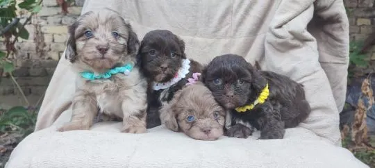 Maltipoo Piękne szczenięta na sprzedaż - rezerwacja