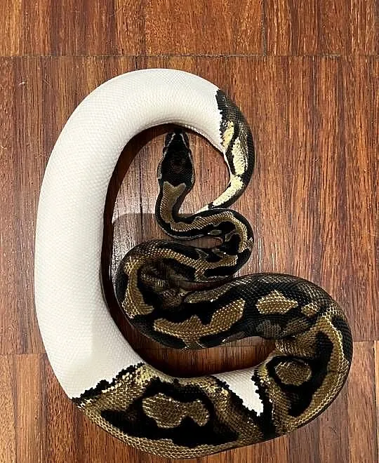 Pyton Królewski Piebald 0.1, Dolnośląskie, Kiełczów