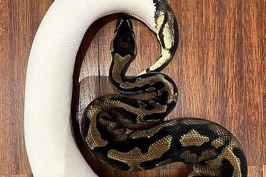 Pyton Królewski Piebald 0.1, Dolnośląskie, Kiełczów