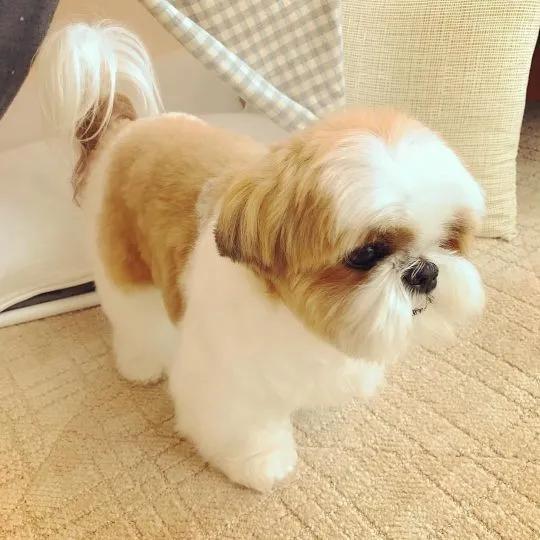Uroczy i uroczy szczeniak rasy Shih Tzu, gotowy do odbioru., Łódzkie, Łódź