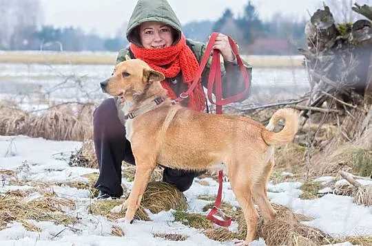 Ogryzek, bezkonfliktowy, kochany piesek szuka domu