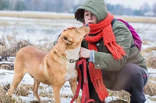 Ogryzek, bezkonfliktowy, kochany piesek szuka domu