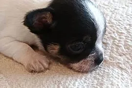 Chihuahua chłopiec DOLAR